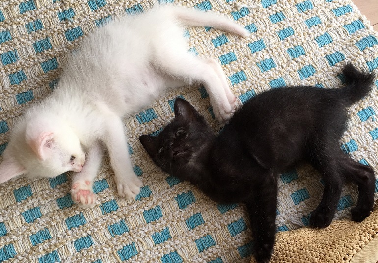 白猫・黒猫